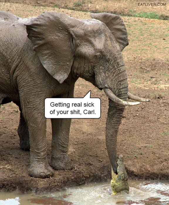 Elefant med rörelse i snabeln, humoristisk text, komisk situation, vattenhål.