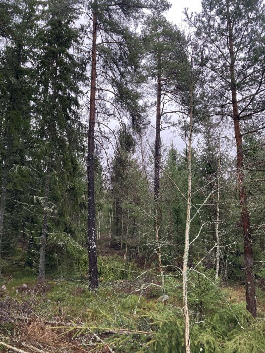 Tät skog med barrträd, ljus himmel, kala grenar i förgrunden, vild natur, grått väder, inga människor synliga.