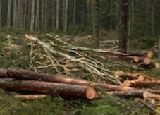 Avverkad skog med trädstammar och grenar utspridda på marken. Skog och skymning i bakgrunden.