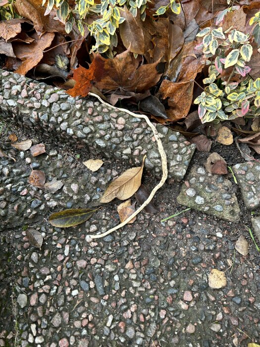 Höstlöv vid kantsten, grenar, grusig väg, vissna blad, gröna buskar.