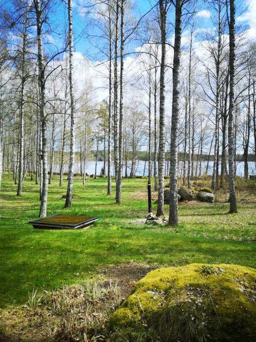 Ekkog i skogsglänta vid sjö, grönmossa, trädbjörkar, blå himmel, dagtid, ingen person synlig.