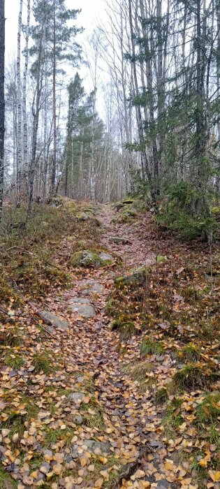 Stig genom höstskog, löv på marken, stenar, barrträd, lövträd, natur, utan människor, dagsljus.