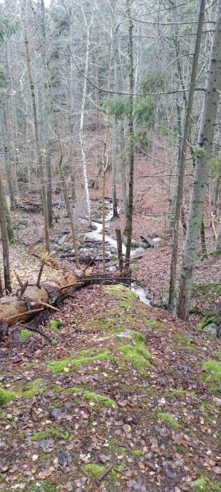 Skogsmark med mossa, löv, barrträd och en bäck mitt i naturen. Höst eller vinter, lugnt och vilt.