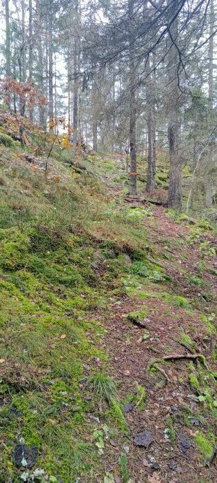 Skogsparti med mossa, barrträd, stenar och en slingrande stig, eventuellt höst. Natur och vildmark.