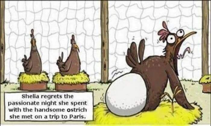 Seriebild: chockad fågel ser stort ägg, text skämtar om ånger och möte med strut.