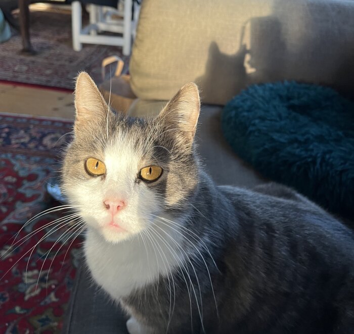 En grå och vit katt tittar in i kameran, solbelyst, inomhus, skugga, möbler i bakgrunden.
