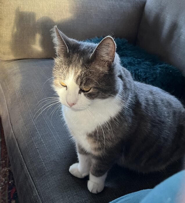 Grå och vit katt sitter på soffa i solljus med mjukt fokus och eftertänksam blick.