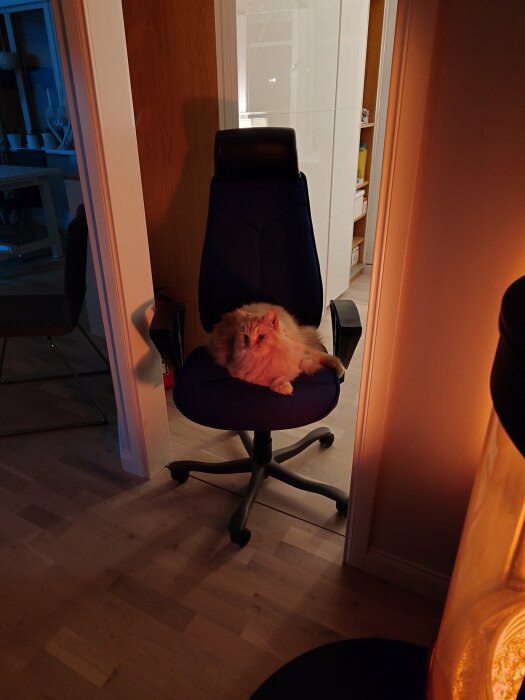 Långt pälsig katt slappar på svart kontorsstol inomhus, dimmig kvällsbelysning, heminredning synlig.