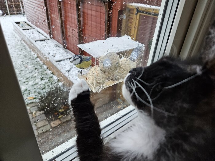 En katt tittar på en fågel ätandes på fönstermonterad fågelmatare, snöig dag, intresserad blick, genom regndroppar.