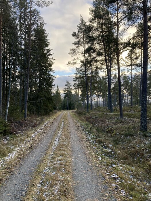 Skogsväg omgiven av barrträd med spår av snö och solljus som skiner genom molnen.