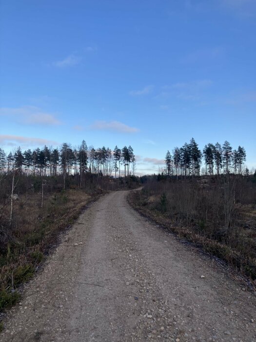 Grusväg genom skog, blå himmel, kalhygge, stående trädstammar, avskalat, naturligt landskap, dagtid.