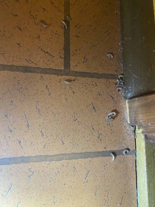 Brun terrakottagolv med vattendroppar, spindelväv i hörnet, träelement. Regelbundet mönster. Inomhusmiljö.