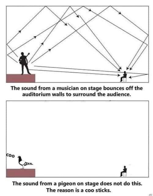 Två illustrationer, ljudvågor från musiker och duva på scen, ordlek med "a coo sticks." Humoristisk jämförelse mellan ljudspridning.