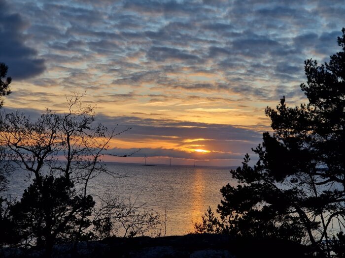 Solnedgång över havet, silhuetter av träd, molnigt himmel, varma färger, lugn atmosfär.