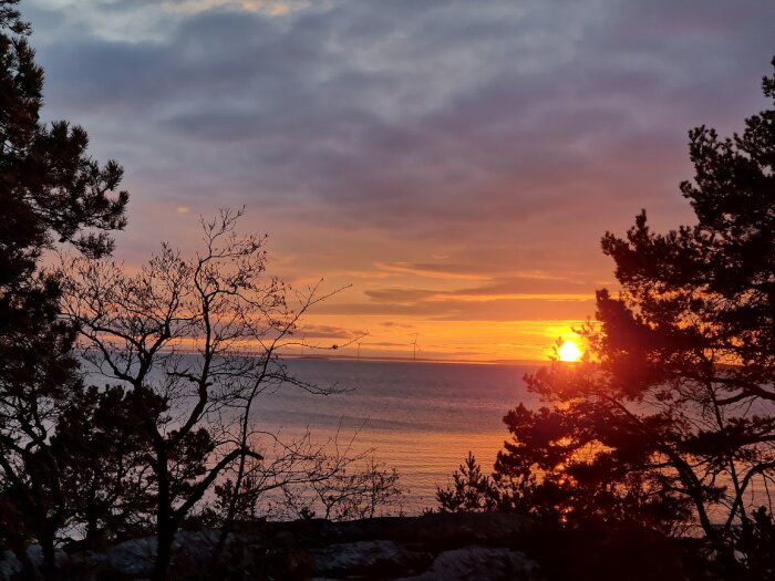 Solnedgång över havet med träd och moln, himmel i orange och blå nyanser, lugn skönhet.