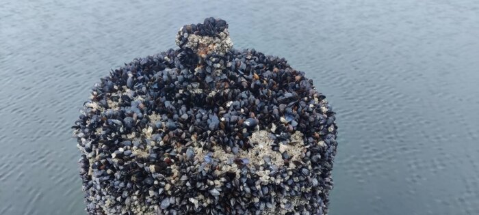 Musslor täcker en träpelare i vattnet; textur och mönster kontrasterar mot lugnt vatten.