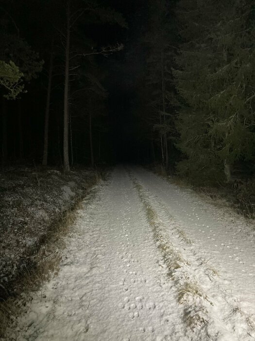 Snötäckt skogsväg om natten, upplyst av strålkastare, mörka träd runtomkring, tyst och öde.