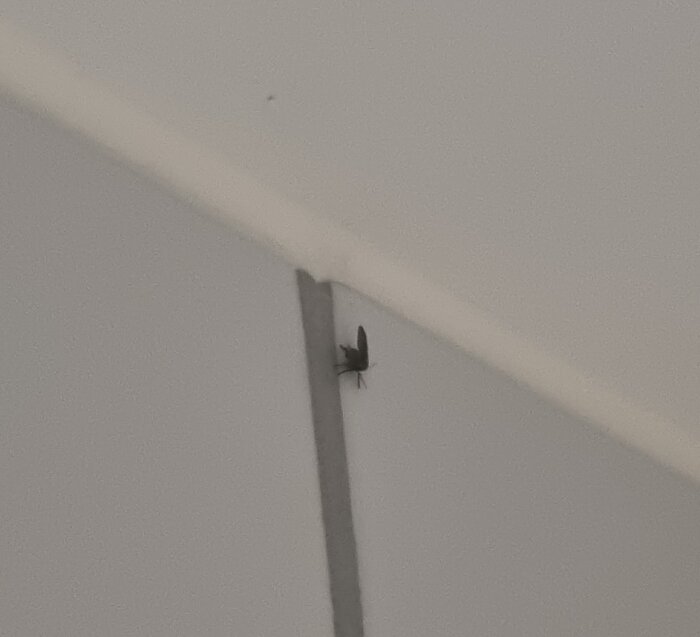 En fluga sitter på en vit vägg vid ett hörn nära taket.