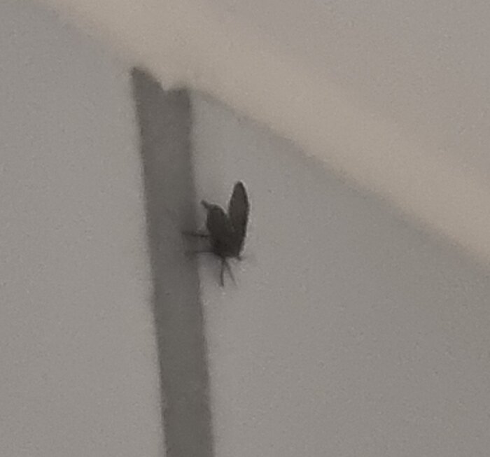 En fluga på en vägg med skugga, oskarp bild, närbild, enfärgad bakgrund.