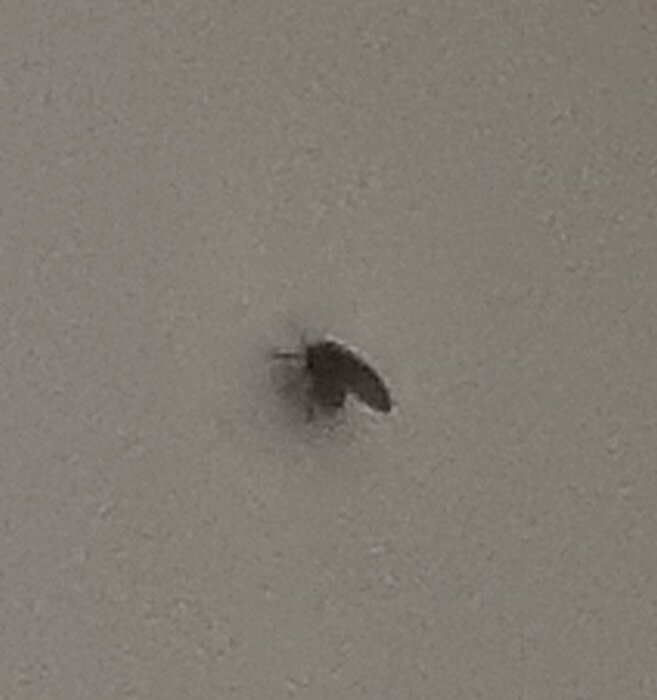 En insekt på en suddig, grå vägg. Enstaka, liten, skuggor. Låg upplösning, närbild.