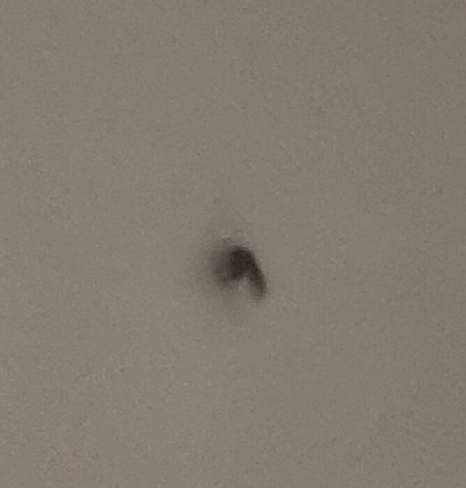 En suddig, gråaktig bild av en insekt på en ljus vägg, dålig belysning och fokus.
