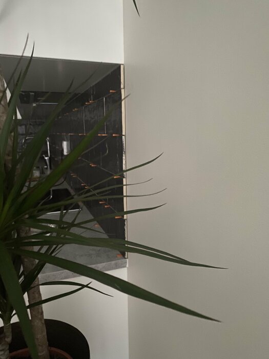 Inomhusväxt framför vit vägg och delvis synligt serveringsskåp med reflektioner.