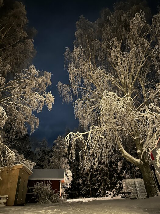 Vinternatt, snötäckta träd, upplyst av artificiellt ljus, mörk himmel, skymning, lugn atmosfär, stillhet, drömlik.