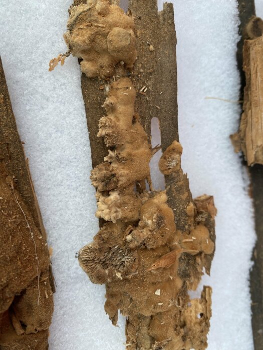 Vedträd med mögel eller svampväxt, ligger horisontellt på snötäckt mark. Naturlig, brun, organisk textur.