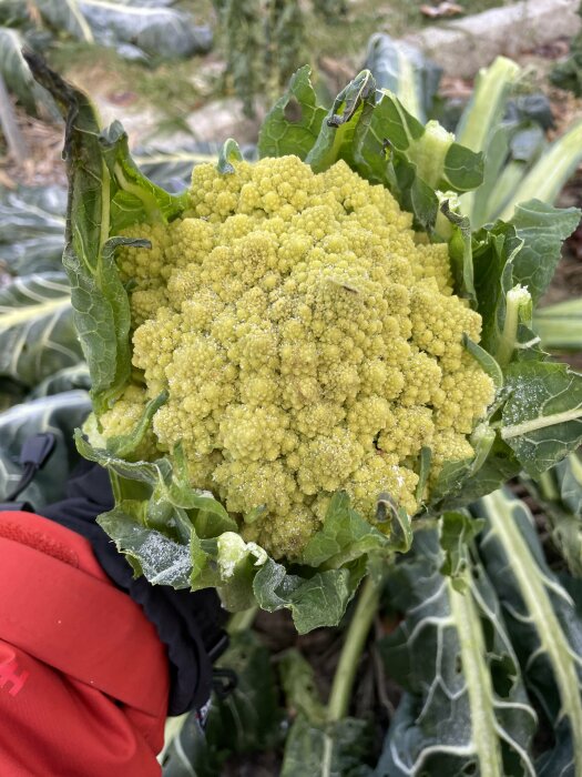 Romansalladsblad, broccolivariant, frostdroppar, någons röda jackärm.