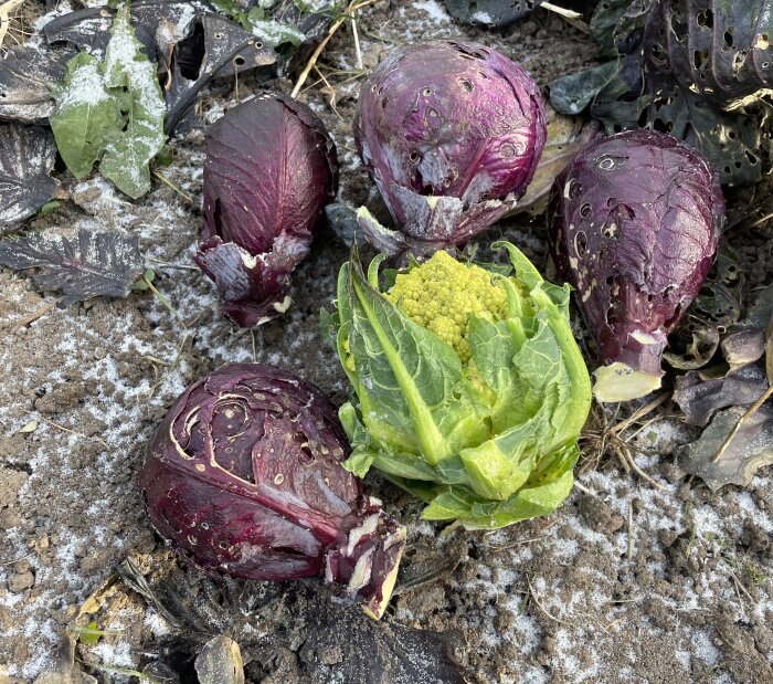 Rödkålshuvuden och romanesco blomkål på frostnära mark med vissna blad.