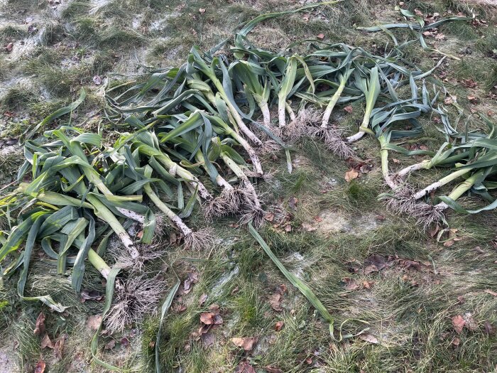 Utplantade växter på gräs, vissnade löv, möjlig trädgårdsarbete eller plantering, omorganisering av grönområde.