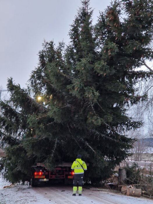 En person i reflexkläder står framför ett släp med ett stort granträd under en gråmulet himmel.