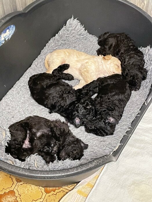 Valpsäng med fem sovande hundvalpar, en beige och fyra svarta, på en grå filt.