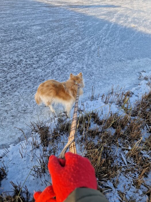 Hund i sele utforskar isigt landskap, människa i röda vantar håller kopplet.