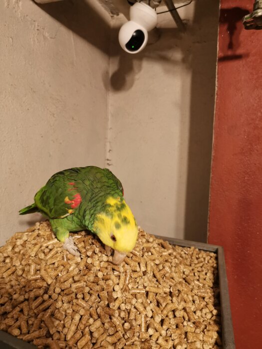 En papegoja äter pellets med en övervakningskamera i bakgrunden, röda och beigea väggar, dålig belysning.