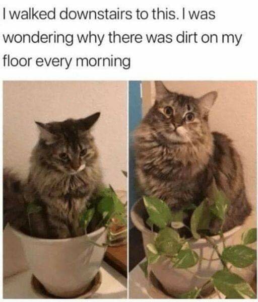 Katt sitter i krukväxt, ser förvånad ut. Text skämtsamt förklarar smuts på golvet varje morgon.
