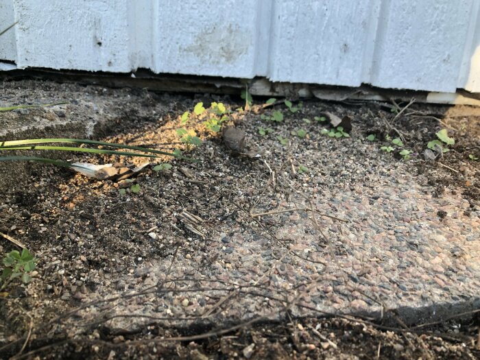 En grund hörna av byggnad med vit målning, övergång till grusigt markområde med sparsam växtlighet och några spridda stenar.