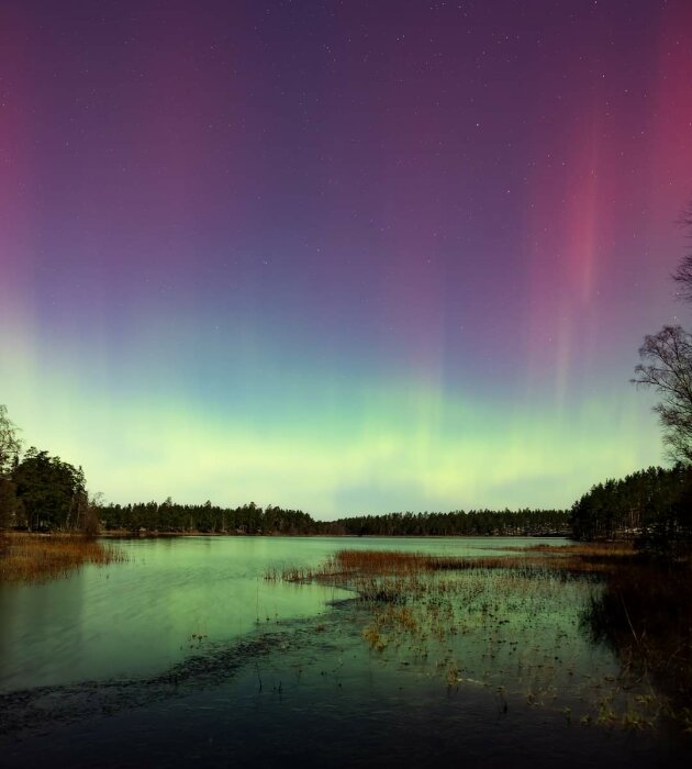 Norrsken över en stilla sjö med stjärnspäckad himmel och omgivande skog.