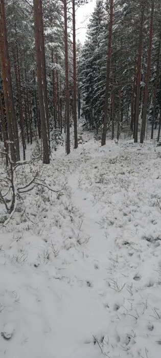 Tallskog täckt med snö, vinterlandskap, lugn atmosfär, stig genom naturen.