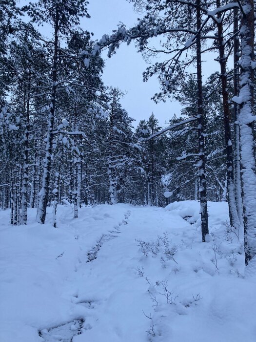 Vintervy med snötäckta träd och spår genom skog. Mörk himmel. Tyst, orörd natur.