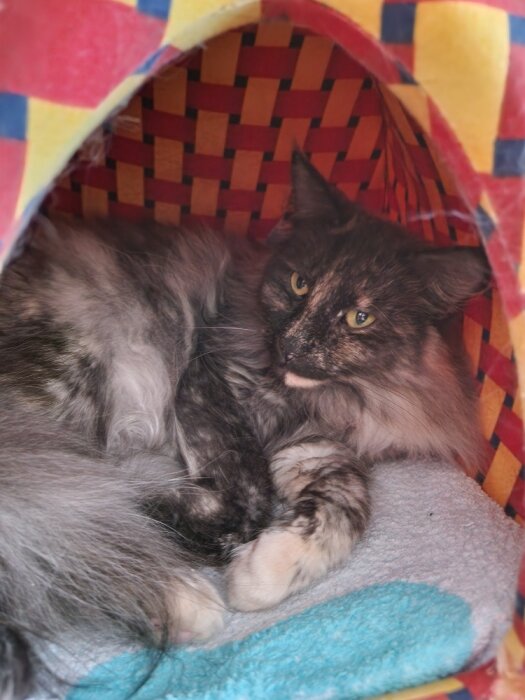 Långhårig katt ligger inuti en färgglad vävd kattkoja, ser avslappnad ut.