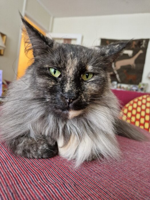 Långhårig katt med gröna ögon ligger på röd-randig yta. Bakgrunden visar delar av ett rum.