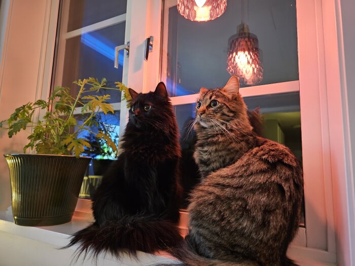 Två katter på fönsterbräda, inomhus, med en planta, hängande lampor, kvällsljus.