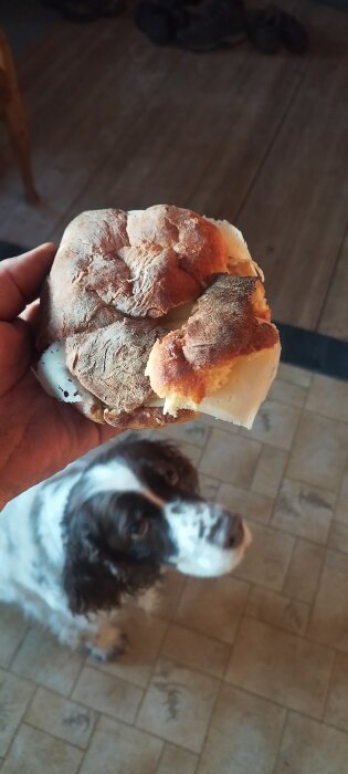 En hand håller en smörgås, hunden ser upp förväntansfullt. Inomhusmiljö, fokus på mat och husdjur.