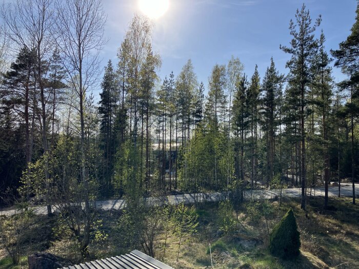 Soligt, skogsligt landskap, klara himmel, höga träd, skuggor, väg i bakgrunden, barr- och lövträd, vårdag, naturvy.