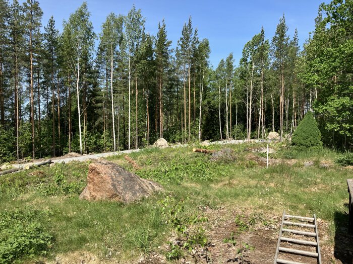 Skogsdunge, stora stenar, grönt gräs, blå himmel, liten trätrappa, dagsljus, ljus, natur, utomhus, avverkade träd.