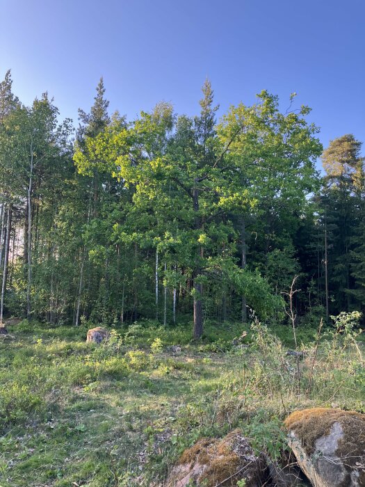 En skogsglänta med solbelysta träd, stenar, gräs och en klarblå himmel.