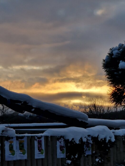 Vinterbild, snötäckt staket och träd, solnedgång med dramatiska moln, lugnt, aftonljus reflekterar på himlen.