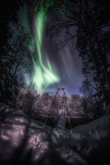 Hängbro i vinterlandskap med norrsken i himlen, omgiven av snöklädda träd.