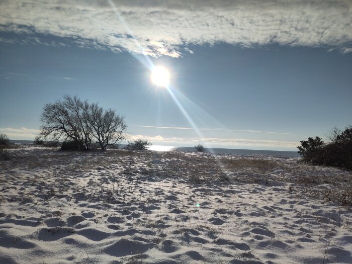 Solig vinterscen med snötäckt mark, nakna träd och strålande sol i klarblå himmel.